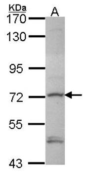 Deltex1 antibody