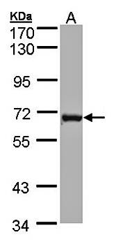 DENND1B antibody
