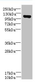 DENND2C antibody