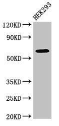 DEPDC1B Antibody