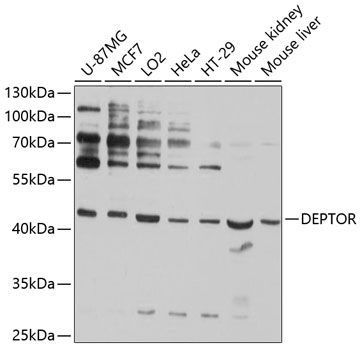 DEPDC6 antibody