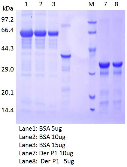 Der P1 protein