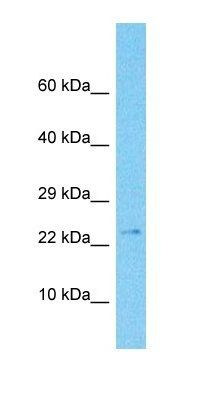 DESI1 antibody