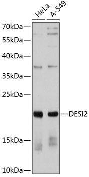 DESI2 antibody