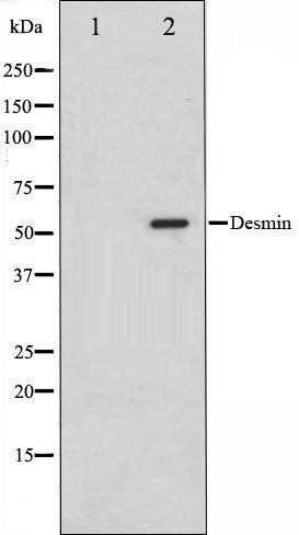 Desmin antibody