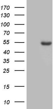 Desmuslin (SYNM) antibody