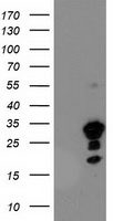 Destrin Antibody