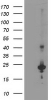 Destrin Antibody