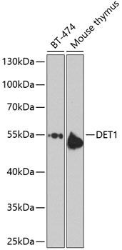 DET1 antibody