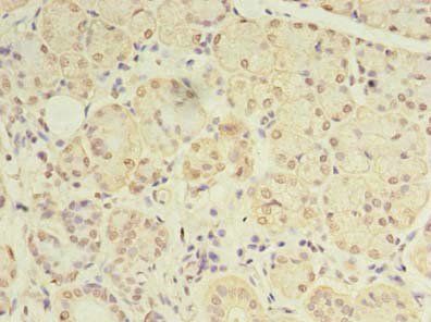 DEXI Antibody