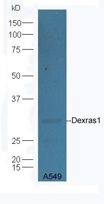 Dexras1 antibody