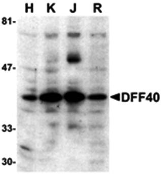 DFF40 Antibody