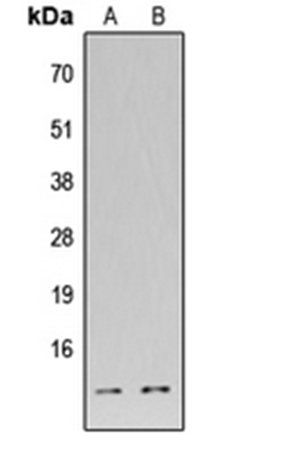 DFF45 antibody
