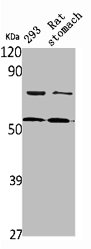 DFNA5 antibody