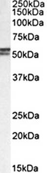 Goat anti-DGAT1 (aa67-79) Antibody