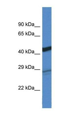 Dgat2 antibody
