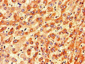 DGAT2 Antibody