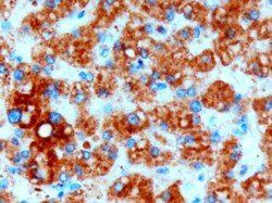 Goat anti-DGAT2 Antibody