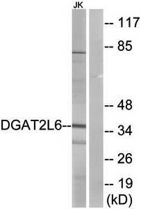 DGAT2L6 antibody
