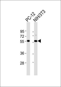 DGCR14 antibody