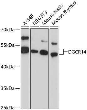 DGCR14 antibody