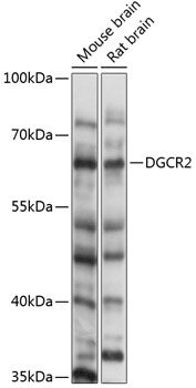 DGCR2 antibody