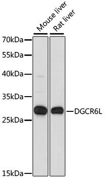 DGCR6L antibody