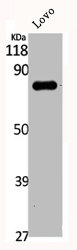 DGKA antibody