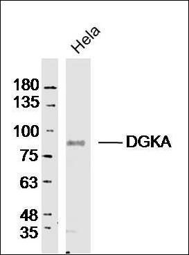 DGKA antibody