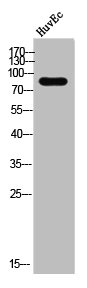 DGKB antibody