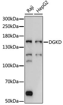 DGKD antibody