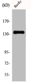 DGKD Antibody