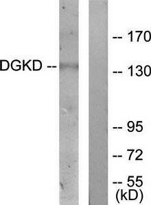 DGKD Antibody