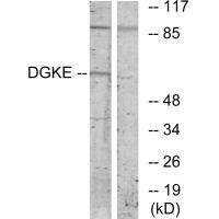 DGKE antibody
