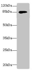 DGKG antibody