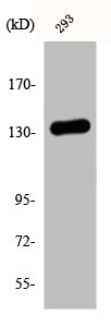 DGKI antibody