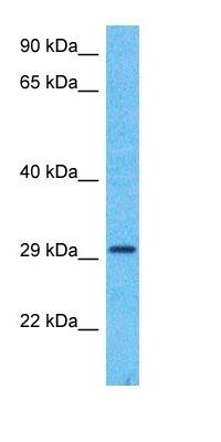 DHB12 antibody