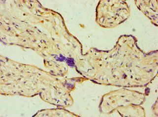 DHCR24 Antibody