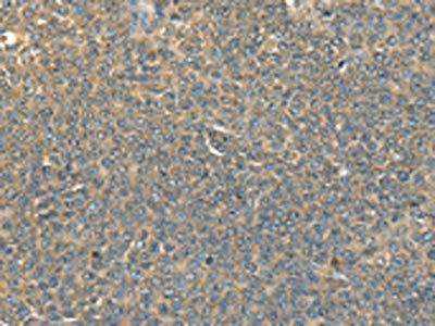 DHCR24 Antibody