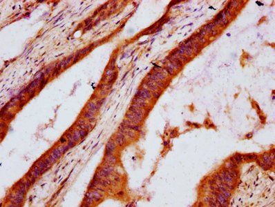DHCR7 Antibody