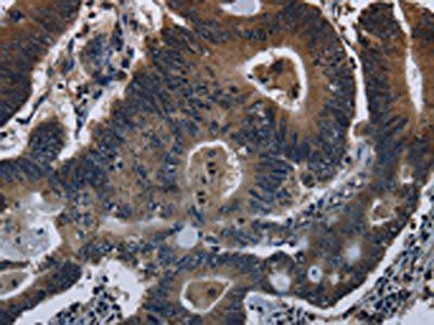 DHCR7 Antibody