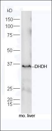 DHDH antibody