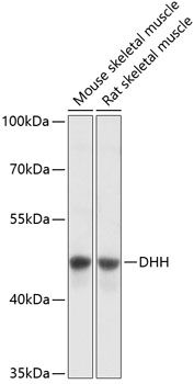 DHH antibody