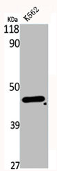 DHPS antibody