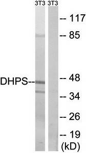 DHPS antibody