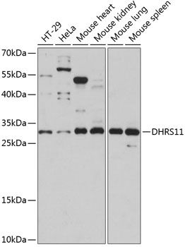 DHRS11 antibody