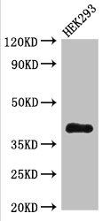 DHRS13 antibody