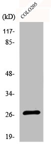 DHRS2 Antibody