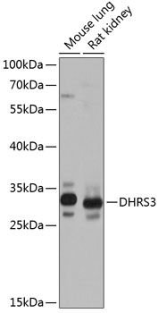 DHRS3 antibody
