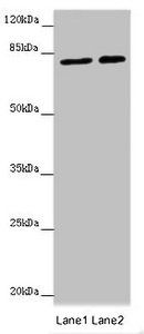 DHX33 Antibody